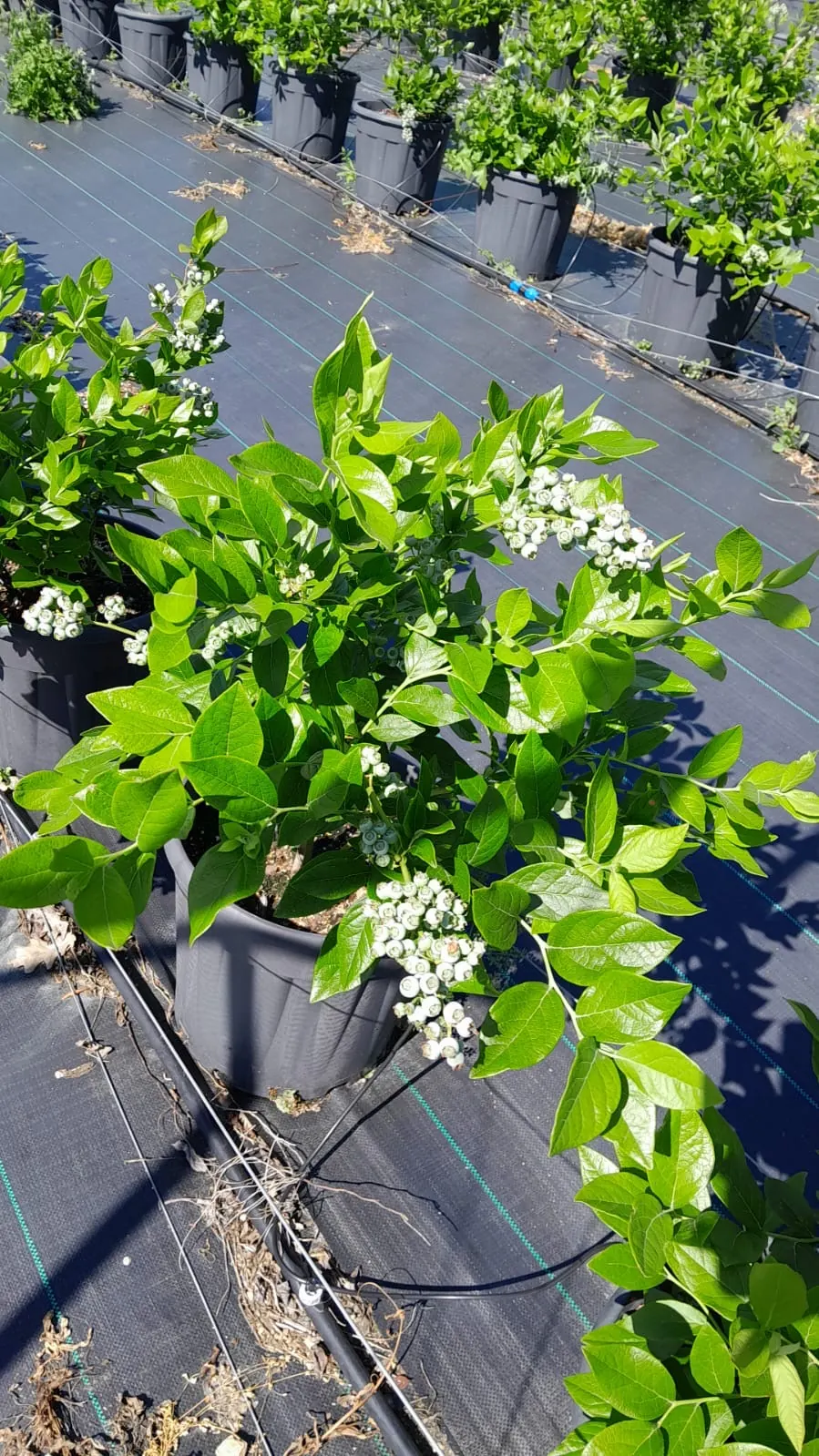White bell-shaped flowers on a potted blueberry bush