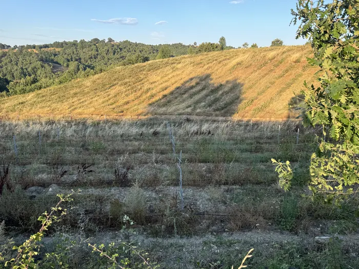 Sloping land covered in dry grass and surrounded by trees