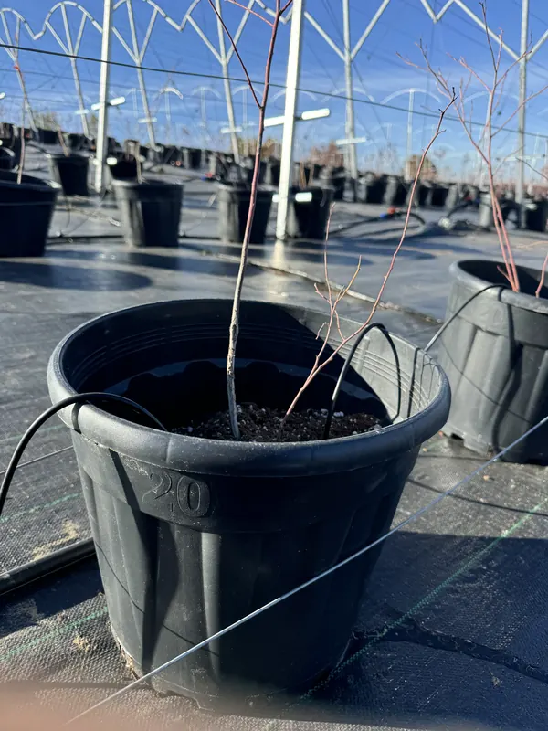 A young, leafless blueberry bush newly planted in a black pot with a drip line