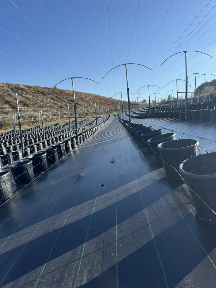 Rows of black pots under a shade structure in Tekke