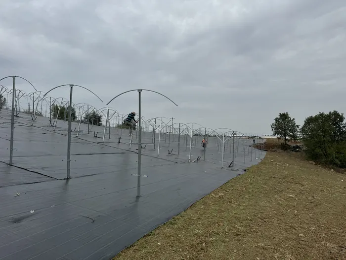 Curved metal posts in rows over the ground cover